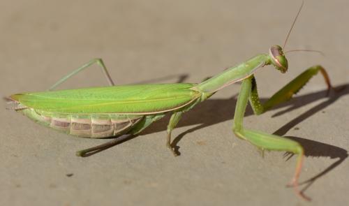 Réf. 295 586 : Mantis religiosa